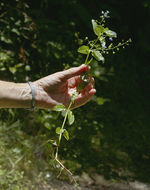 Image of American speedwell