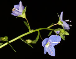 Image of American speedwell