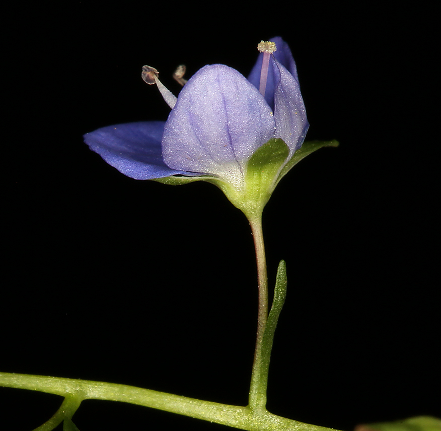 Image of American speedwell