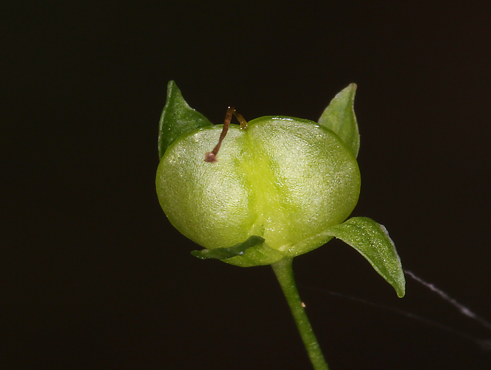 Image of American speedwell