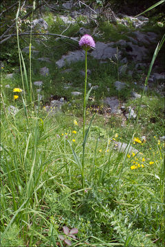 Image of Round-headed orchid