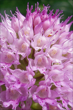 Image of Round-headed orchid