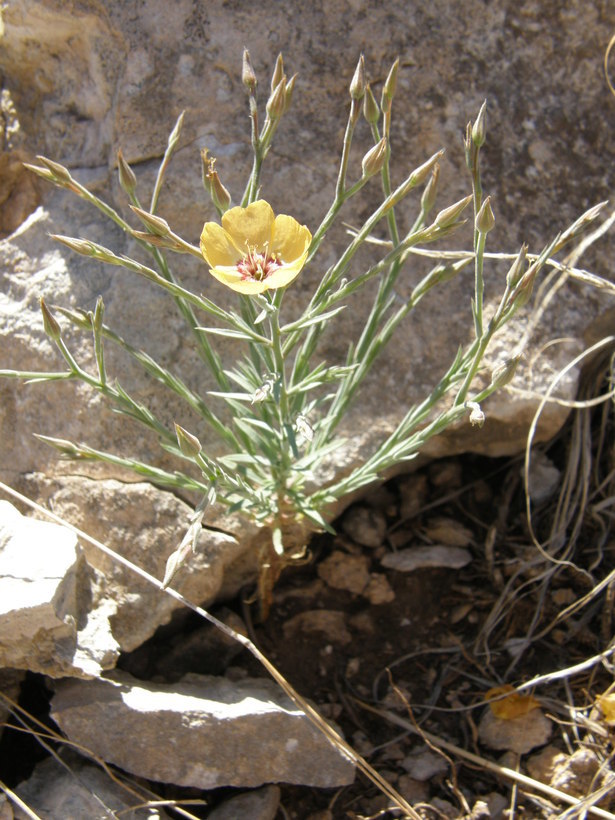 Image of plains flax