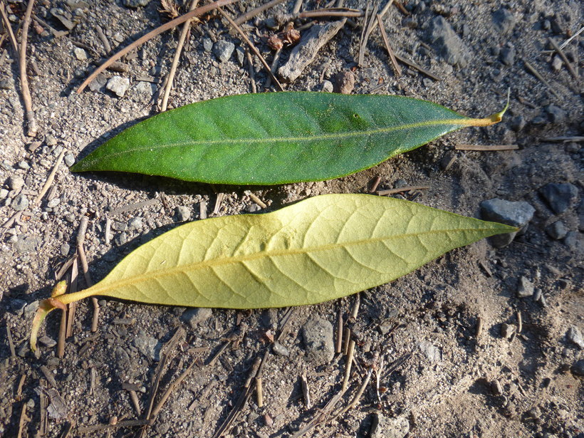 Image of giant chinquapin
