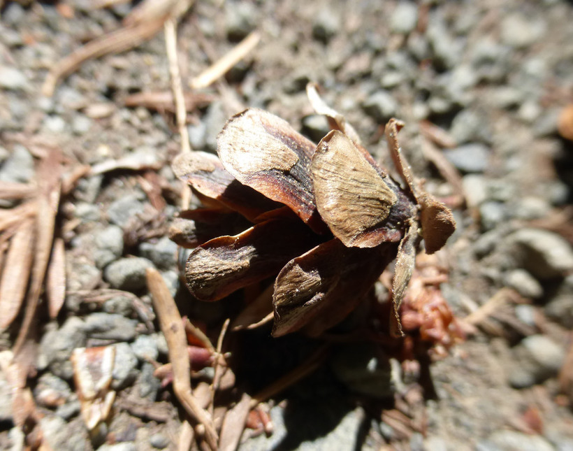 Image of western hemlock