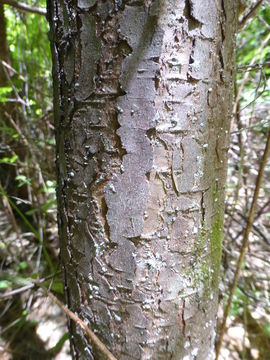 Image of western hemlock