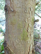 Image of western hemlock