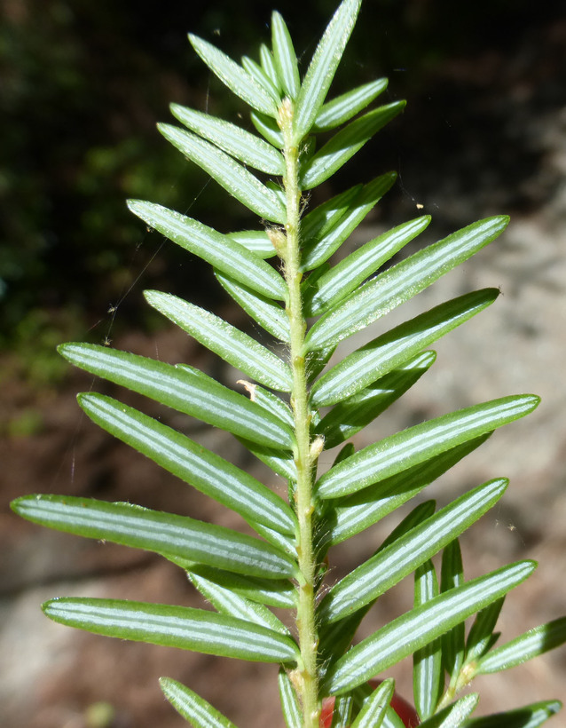 Image of western hemlock