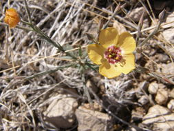 Image of plains flax