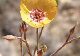 Image of plains flax