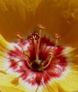 Image of plains flax