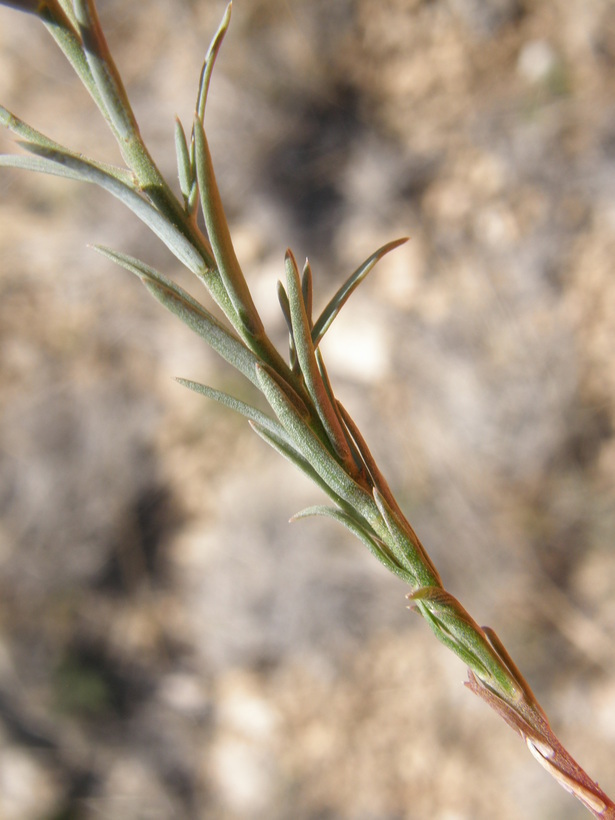 Image of plains flax