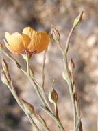 Image of plains flax