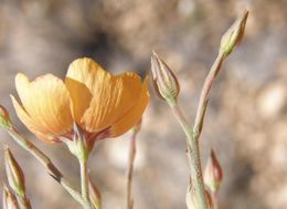 Image of plains flax