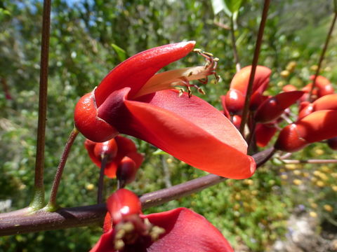 Слика од Erythrina crista-galli L.