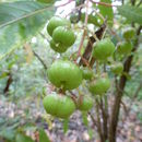 Saurauia angustifolia Turcz.的圖片