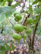 Image of Saurauia angustifolia Turcz.