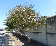 Image of Melaleuca nesophila F. Müll.