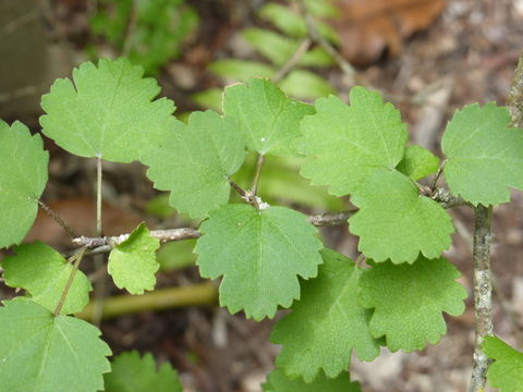 Image of Plagianthus regius Hochr.