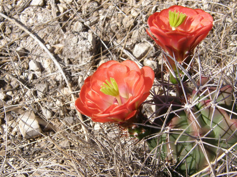 Image de Echinocereus coccineus Engelm.