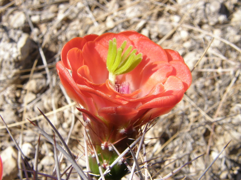 Image de Echinocereus coccineus Engelm.