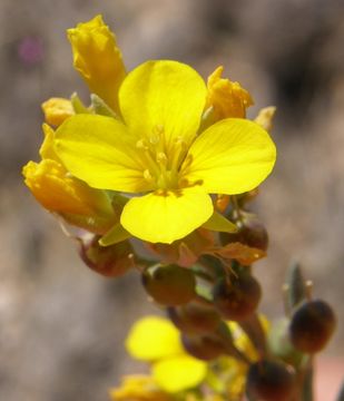 Image of Fendler's bladderpod