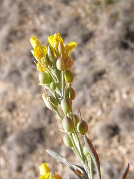 Image of Fendler's bladderpod