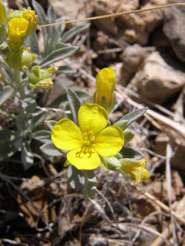 Image of Fendler's bladderpod