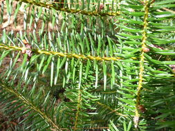 Image of Silver Fir