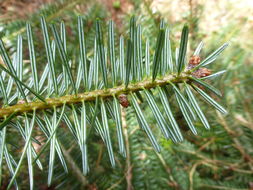 Image of Silver Fir