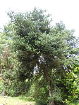 Image of Silver Fir