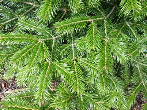 Image of Silver Fir