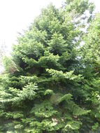 Image of Silver Fir