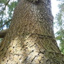 Image of Abies guatemalensis var. jaliscana Martínez