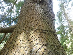 Image of Abies guatemalensis var. jaliscana Martínez