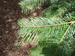 Image of Abies guatemalensis var. jaliscana Martínez