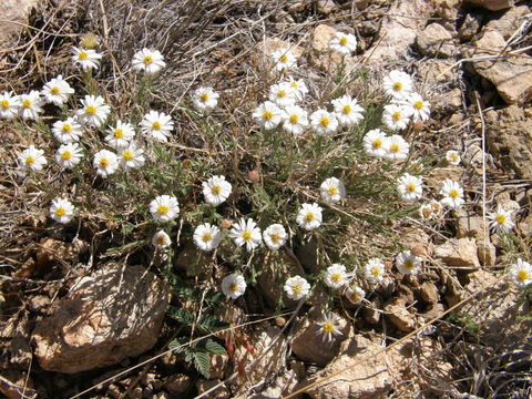 Image of rose heath