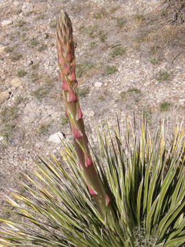 Image of soaptree yucca