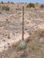 Image de Agave parryi subsp. neomexicana (Wooton & Standl.) B. Ullrich