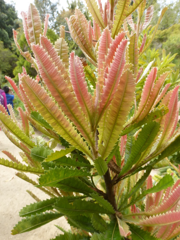 Image of Old Man Banksia