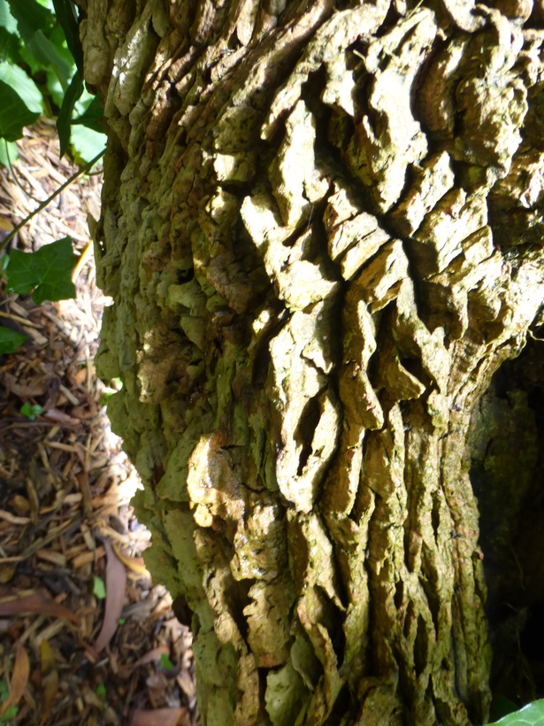 Image of Bocconia arborea S. Wats.