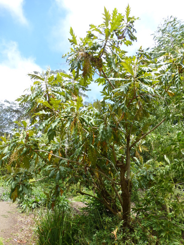 Image of Bocconia arborea S. Wats.