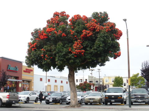 Imagem de Corymbia ficifolia (F. Müll.) K. D. Hill & L. A. S. Johnson