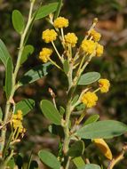 Image of Red-eyed Wattle