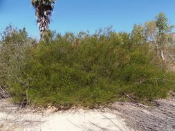 Image of Red-eyed Wattle