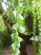 Image of wedge-leaf wattle