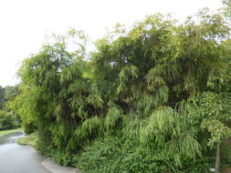 Image of wedge-leaf wattle