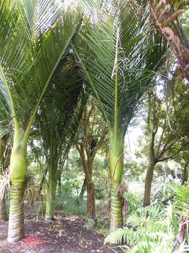 Image of Rhopalostylis baueri (Hook. fil.) H. Wendl. & Drude