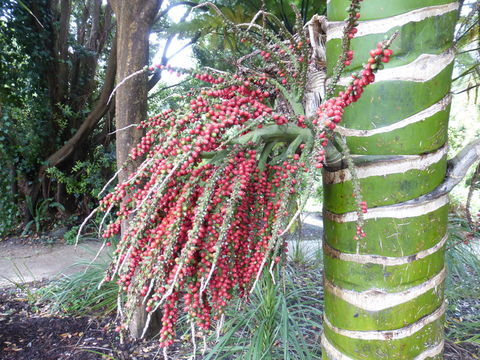 Image of Rhopalostylis baueri (Hook. fil.) H. Wendl. & Drude