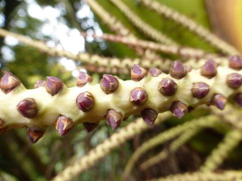 Image of Rhopalostylis baueri (Hook. fil.) H. Wendl. & Drude